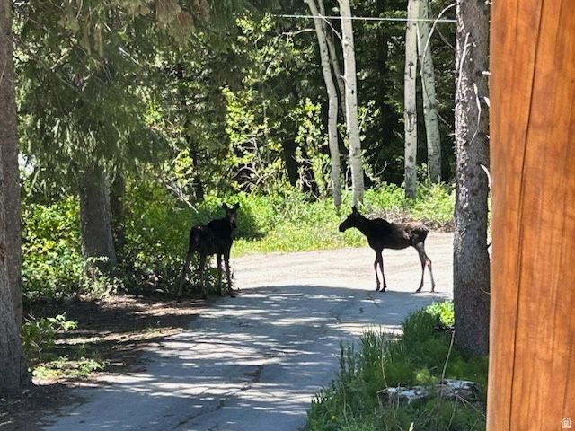 6272 S MOOSE LN, Brighton, UT 84121