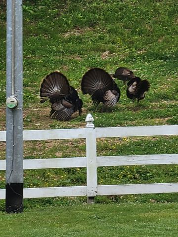 54 Warden Rd, Fayetteville, TN 37334