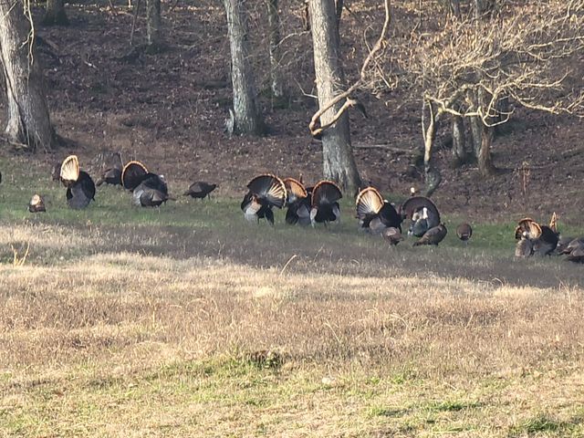 54 Warden Rd, Fayetteville, TN 37334