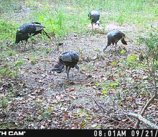 0 Downing Hollow Road, Waynesboro, TN 38485