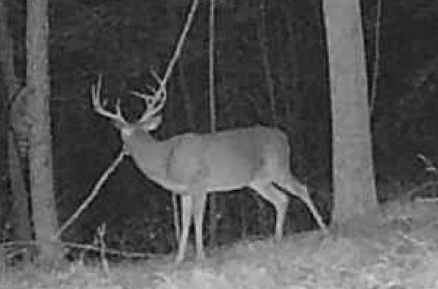 0 Downing Hollow Road, Waynesboro, TN 38485