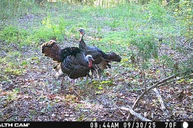 0 Downing Hollow Road, Waynesboro, TN 38485
