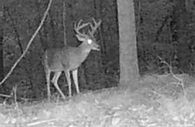 0 Downing Hollow Road, Waynesboro, TN 38485