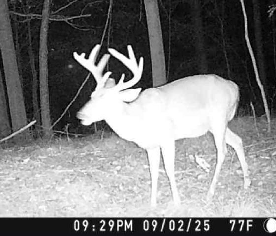 0 Downing Hollow Road, Waynesboro, TN 38485