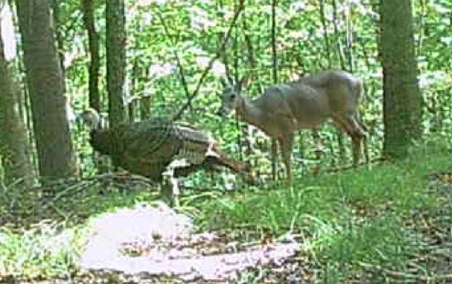 0 Downing Hollow Road, Waynesboro, TN 38485