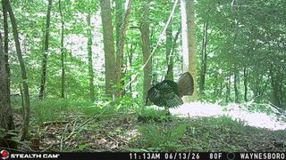 0 Downing Hollow Road, Waynesboro, TN 38485