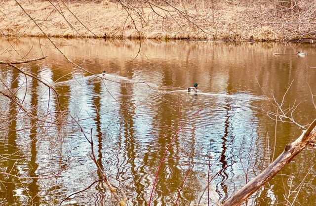 2125 Hazelwood Street, Maplewood, MN 55109