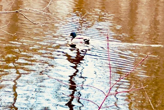 2125 Hazelwood Street, Maplewood, MN 55109