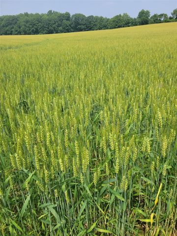 6475 Olive Branch Road, Galien, MI 49113