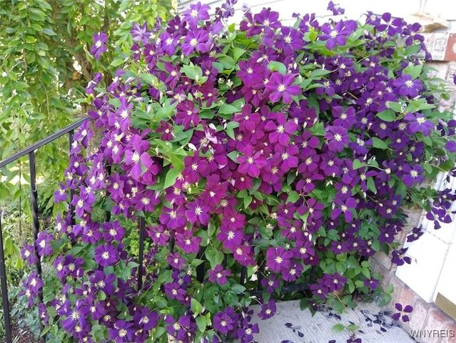 10 Rebecca Park, Buffalo, NY 14207