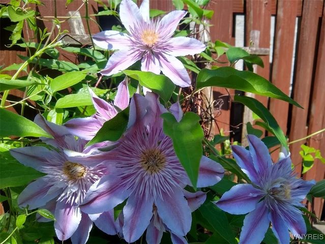 10 Rebecca Park, Buffalo, NY 14207