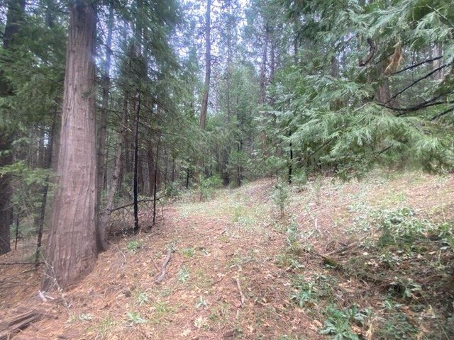 9427 Grizzly Flat Rd, Grizzly Flats, CA 95636