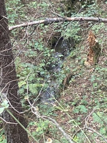 9427 Grizzly Flat Rd, Grizzly Flats, CA 95636