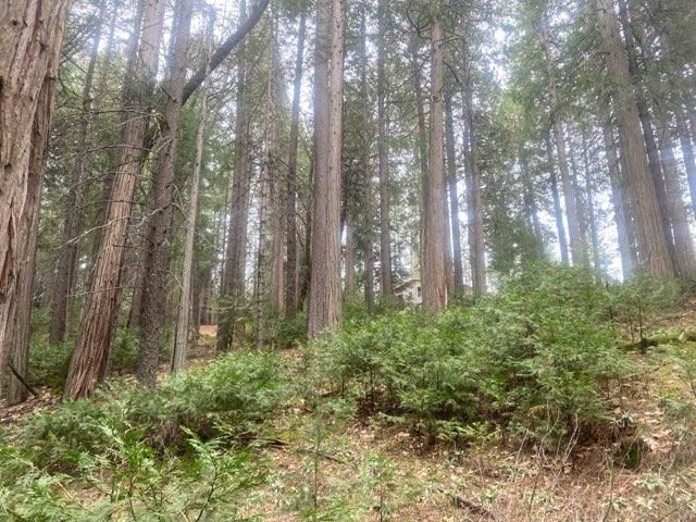 9427 Grizzly Flat Rd, Grizzly Flats, CA 95636