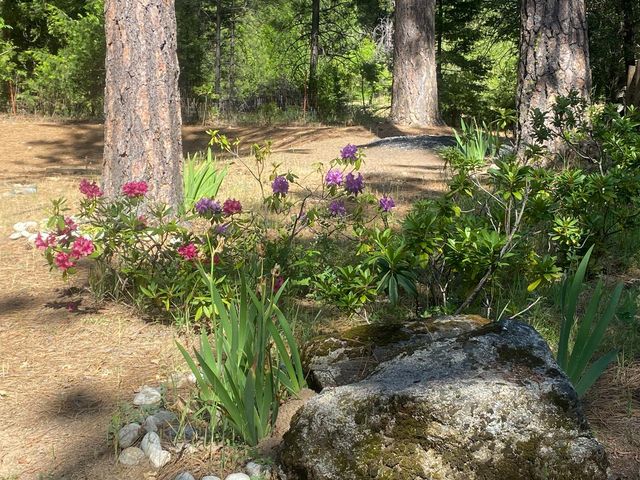 9427 Grizzly Flat Rd, Grizzly Flats, CA 95636