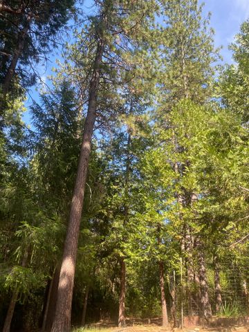 9427 Grizzly Flat Rd, Grizzly Flats, CA 95636
