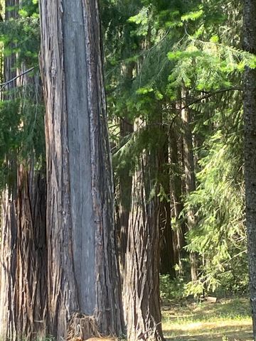 9427 Grizzly Flat Rd, Grizzly Flats, CA 95636