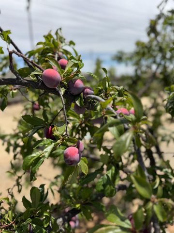 9173 Vervain Way, Sacramento, CA 95829