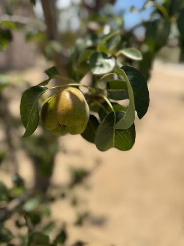 9173 Vervain Way, Sacramento, CA 95829