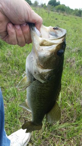 15311 FISHHAWK HEIGHTS RUN, Lithia, FL 33547