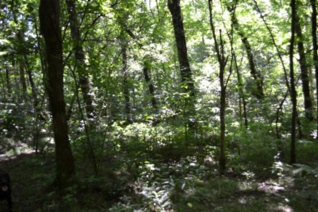 425 Baugh Hollow Ln, Gainesboro, TN 38562