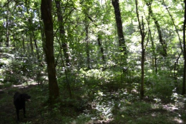 425 Baugh Hollow Ln, Gainesboro, TN 38562