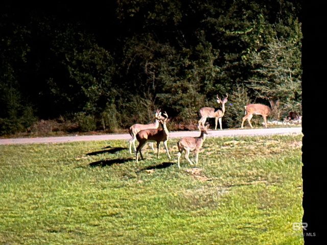 Steelwood Ridge Road, Loxley, AL 36551