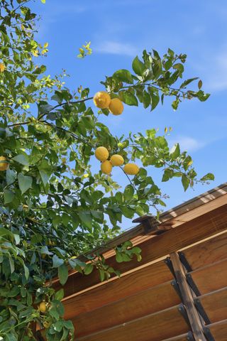 4111 W Redding Avenue, Visalia, CA 93277