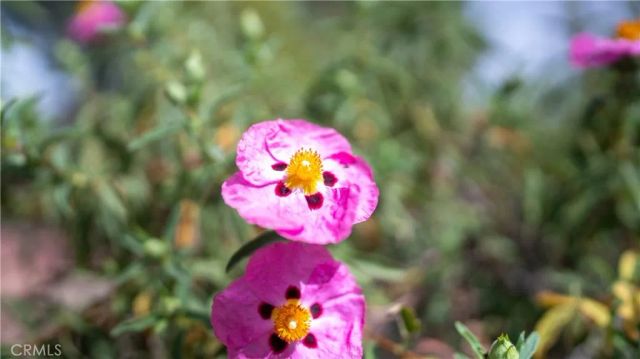 11476 Alta Vista Road, Pinon Hills, CA 92372