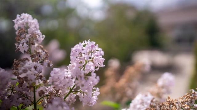 11476 Alta Vista Road, Pinon Hills, CA 92372