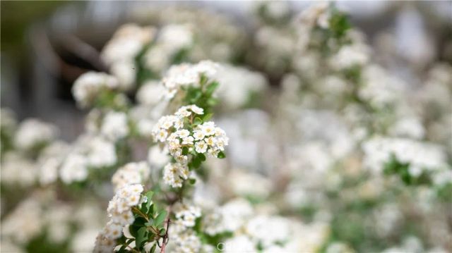 11476 Alta Vista Road, Pinon Hills, CA 92372