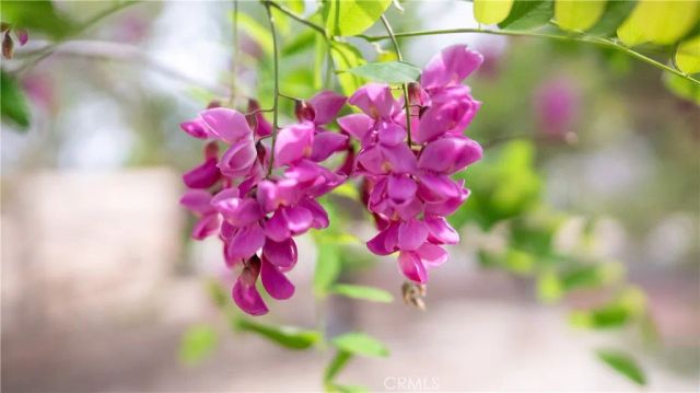 11476 Alta Vista Road, Pinon Hills, CA 92372