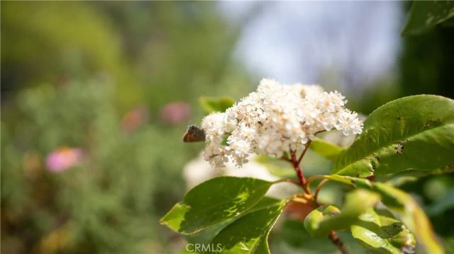 11476 Alta Vista Road, Pinon Hills, CA 92372