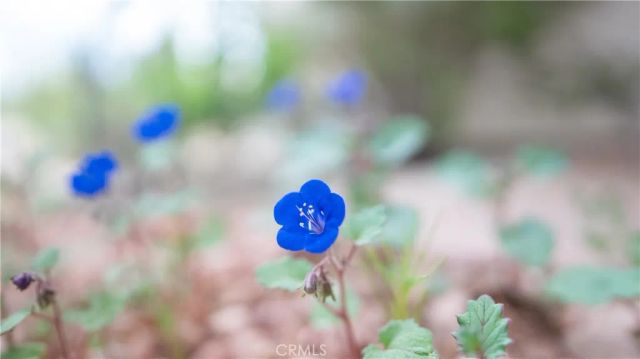 11476 Alta Vista Road, Pinon Hills, CA 92372