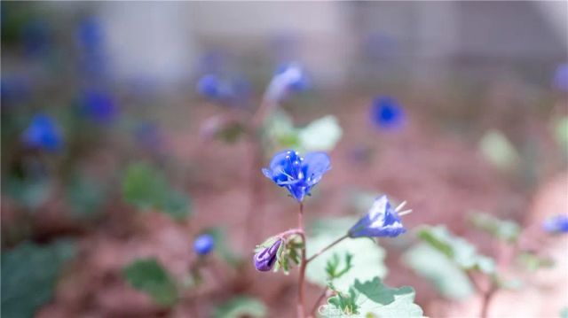 11476 Alta Vista Road, Pinon Hills, CA 92372