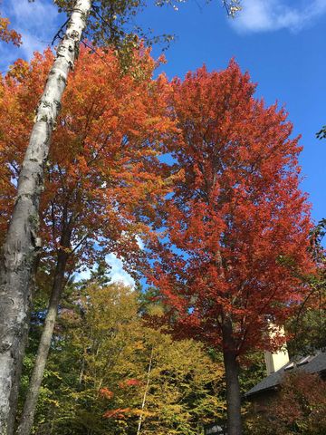 352 Edwins Pond Road, Rochester, VT 05767