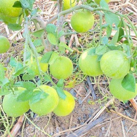 7908 Zona Court, Riverside, CA 92507