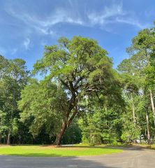 6301 Buttonbush Drive Lot 8, Ravenel, SC 29470