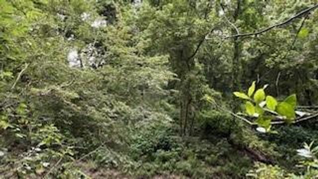 00 Rollingwood Loop, Conroe, TX 77303
