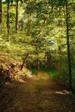 3685 Martin Ervin Rd, Santa Fe, TN 38482