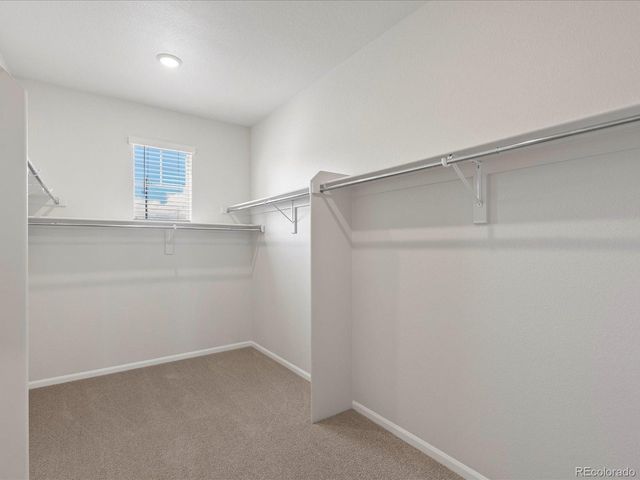 1637 Yampa River Dr, Windsor, CO 80550