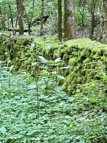 2308 Evans Mill Road, Lexington, KY 40515