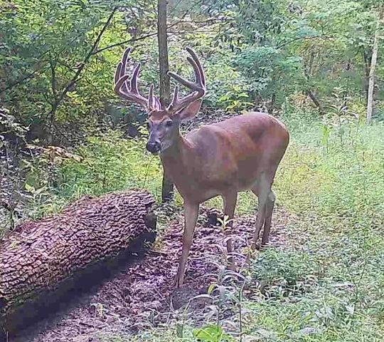 2308 Evans Mill Road, Lexington, KY 40515