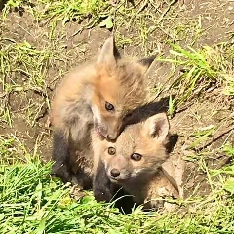 2308 Evans Mill Road, Lexington, KY 40515