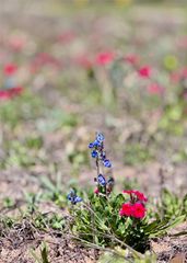 3775 Baker RD, Kingsbury, TX 78638
