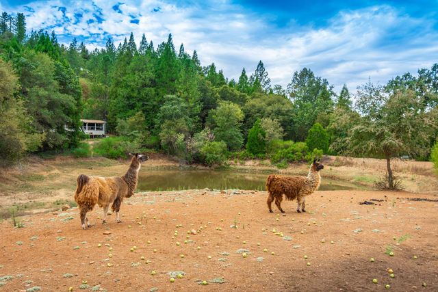 18000 W Clinton Rd, Jackson, CA 95642