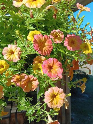 247 Horseshoe Trail, Barnwell, SC 29812