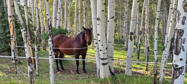 2230 County Road 72, Bailey, CO 80421