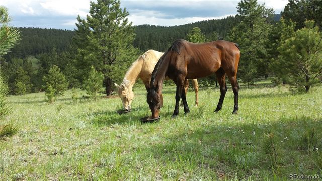 2230 County Road 72, Bailey, CO 80421