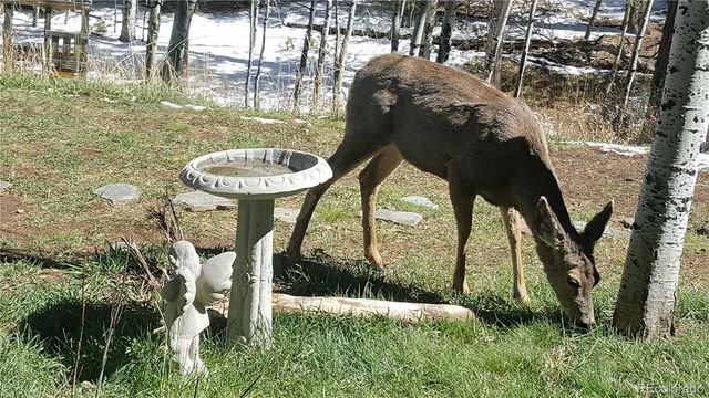 2230 County Road 72, Bailey, CO 80421